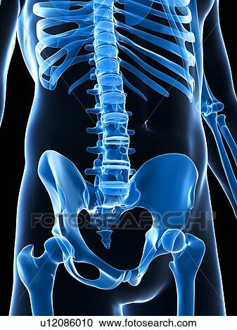Stock Image - Human lumbar spine, computer artwork.. Fotosearch
