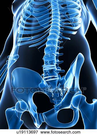 Stock Photo - Human lumbar spine, computer artwork.. Fotosearch