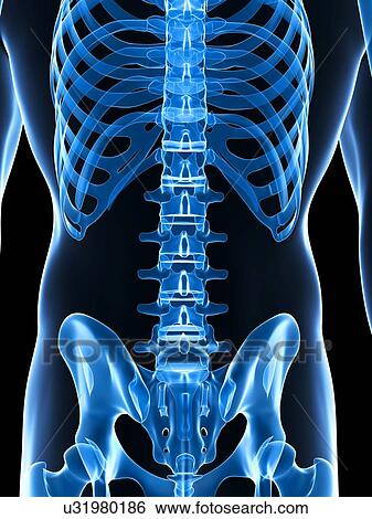 Human lumbar spine, computer artwork. View Large Photo Image Stock Photograph - Human lumbar spine, computer artwork.. Fotosearch