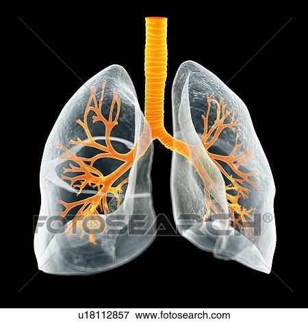 Stock Photo - Human lungs, computer illustration.. Fotosearch