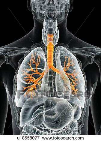 Human lungs, computer illustration. View Large Photo Image Stock Photo - Human lungs, computer illustration.. Fotosearch