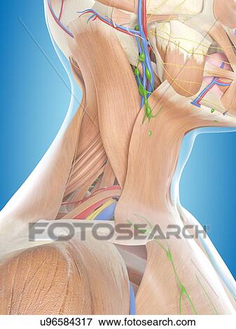 Human lymph glands, computer illustration. View Large Photo Image Stock Photo - Human lymph glands, computer illustration.. Fotosearch