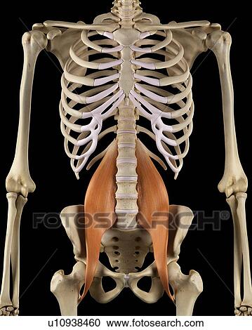 Human muscles, computer illustration. View Large Photo Image Stock Image - Human muscles, computer illustration.. Fotosearch