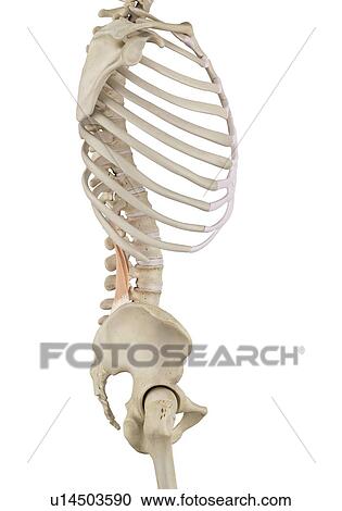 Human muscles, computer illustration. View Large Photo Image Stock Image - Human muscles, computer illustration.. Fotosearch