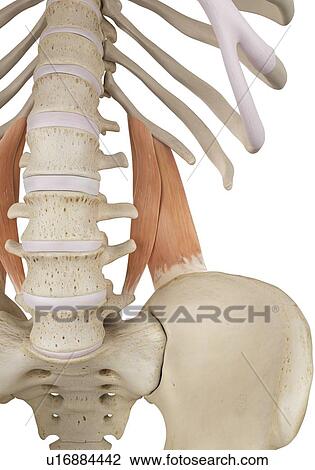 Stock Image - Human muscles, computer illustration.. Fotosearch