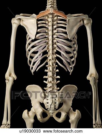 Human muscles, computer illustration. View Large Photo Image Stock Image - Human muscles, computer illustration.. Fotosearch