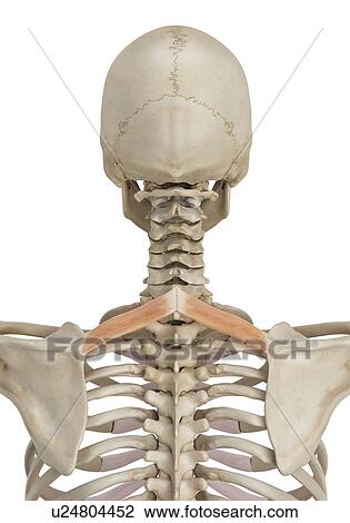 Human muscles, computer illustration. View Large Photo Image Stock Image - Human muscles, computer illustration.. Fotosearch