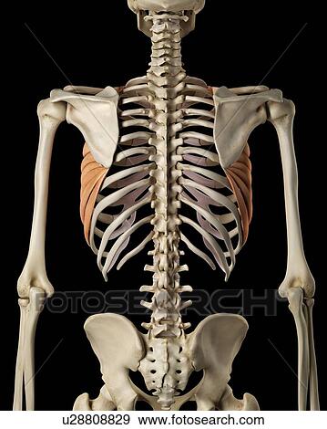 Human muscles, computer illustration. View Large Photo Image Stock Photo - Human muscles, computer illustration.. Fotosearch