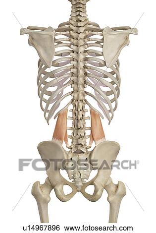 Human muscles, computer illustration. View Large Photo Image Stock Photograph - Human muscles, computer illustration.. Fotosearch