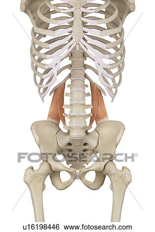 Stock Photograph - Human muscles, computer illustration.. Fotosearch