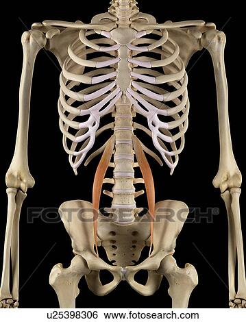Stock Photograph - Human muscles, computer illustration.. Fotosearch