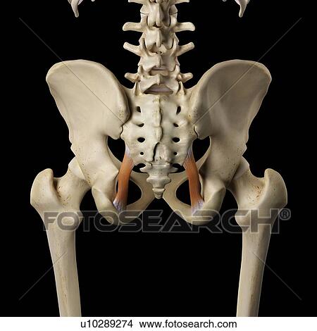 Picture - Human muscles of the pelvis, computer illustration.. Fotosearch