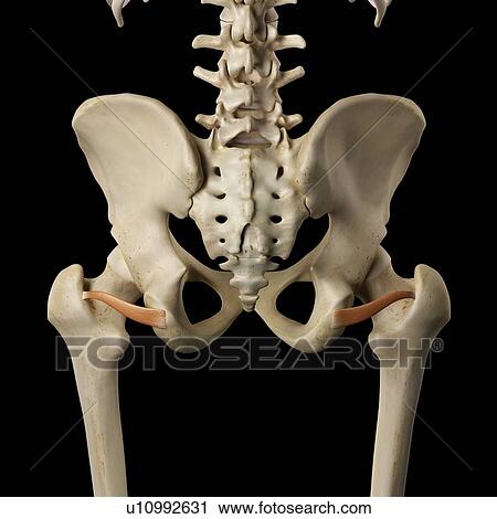 Human muscles of the pelvis, computer illustration. View Large Photo Image Stock Image - Human muscles of the pelvis, computer illustration.. Fotosearch