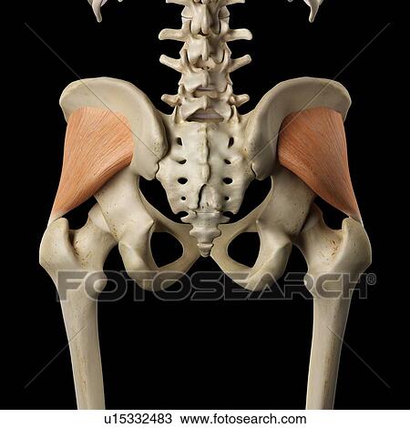 Human muscles of the pelvis, computer illustration. View Large Photo Image Stock Image - Human muscles of the pelvis, computer illustration.. Fotosearch