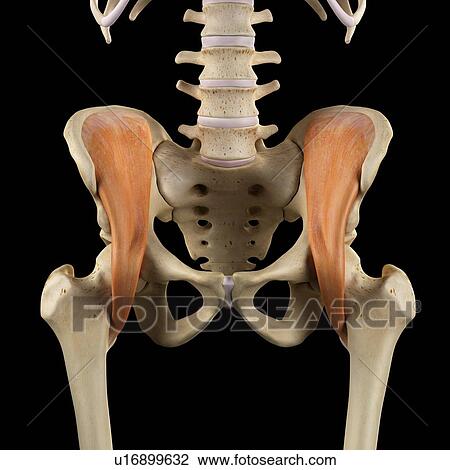 Stock Image - Human muscles of the pelvis, computer illustration.. Fotosearch