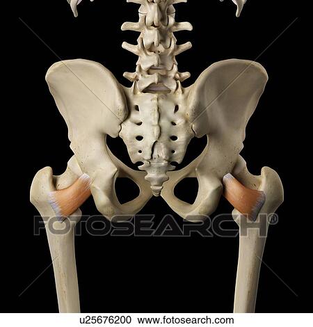 Human muscles of the pelvis, computer illustration. View Large Photo Image Stock Image - Human muscles of the pelvis, computer illustration.. Fotosearch