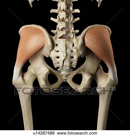 Stock Photo - Human muscles of the pelvis, computer illustration.. Fotosearch