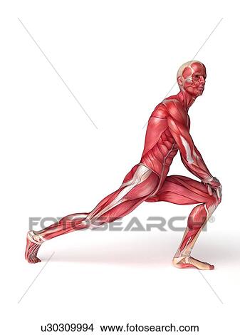 Picture - Human muscular structure, computer artwork.. Fotosearch