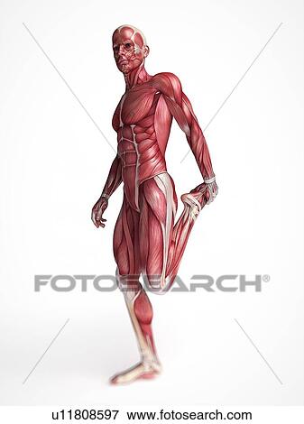 Stock Photo - Human muscular system, computer artwork.. Fotosearch