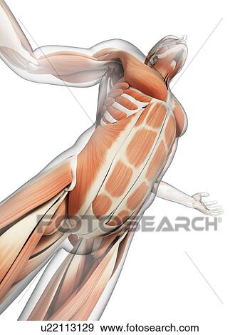 Stock Photo - Human muscular system, computer artwork.. Fotosearch