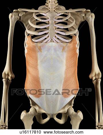 Human muscular system, computer illustration. View Large Photo Image Stock Image - Human muscular system, computer illustration.. Fotosearch