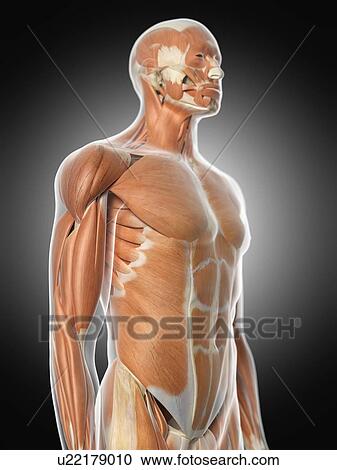 Human muscular system, computer illustration. View Large Photo Image Stock Image - Human muscular system, computer illustration.. Fotosearch