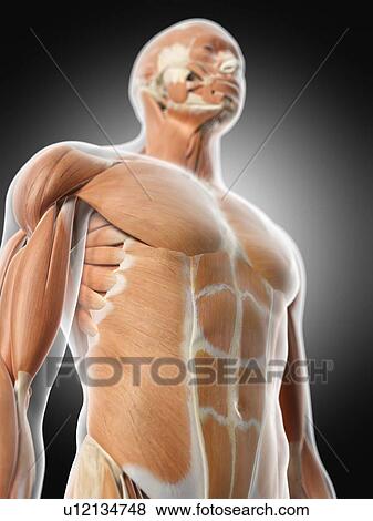 Stock Photo - Human muscular system, computer illustration.. Fotosearch