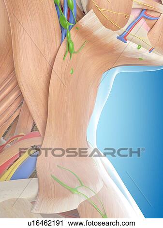 Human neck anatomy, computer illustration. View Large Photo Image Stock Image - Human neck anatomy, computer illustration.. Fotosearch