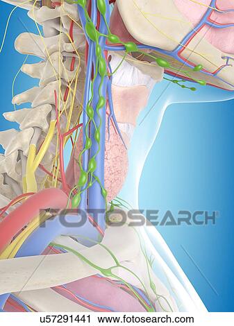 Stock Image - Human neck anatomy, computer illustration.. Fotosearch