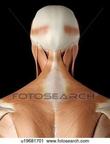 Stock Image - Human neck and back muscles, computer illustration.. Fotosearch