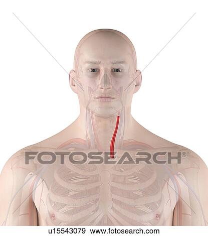 Stock Photo - Human neck artery, computer illustration.. Fotosearch