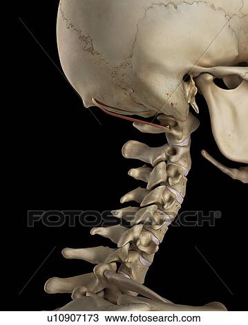 Human neck bones and muscle, computer illustration. View Large Photo Image Stock Image - Human neck bones and muscle, computer illustration.. Fotosearch