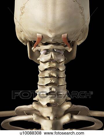 Human neck bones and muscle, computer illustration. View Large Photo Image Stock Photo - Human neck bones and muscle, computer illustration.. Fotosearch