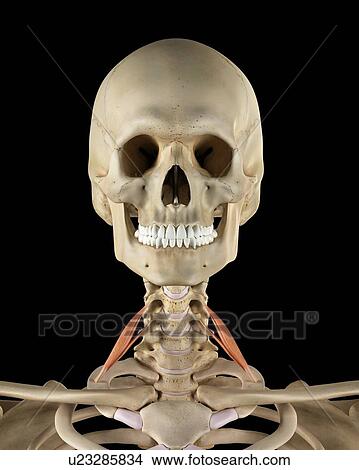 Picture - Human neck muscles, computer illustration.. Fotosearch