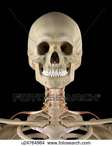 Human neck muscles, computer illustration. View Large Photo Image Picture - Human neck muscles, computer illustration.. Fotosearch