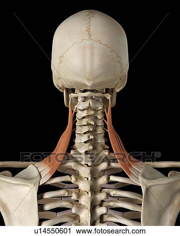 Stock Image - Human neck muscles, computer illustration.. Fotosearch