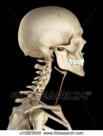 Stock Image - Human neck muscles, computer illustration.. Fotosearch