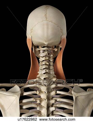 Stock Image - Human neck muscles, computer illustration.. Fotosearch