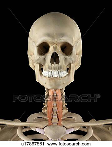Stock Image - Human neck muscles, computer illustration.. Fotosearch