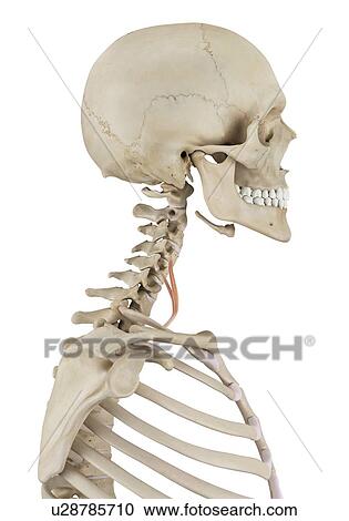 Stock Image - Human neck muscles, computer illustration.. Fotosearch