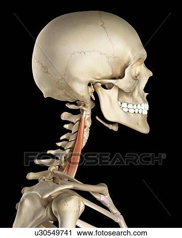 Stock Image - Human neck muscles, computer illustration.. Fotosearch