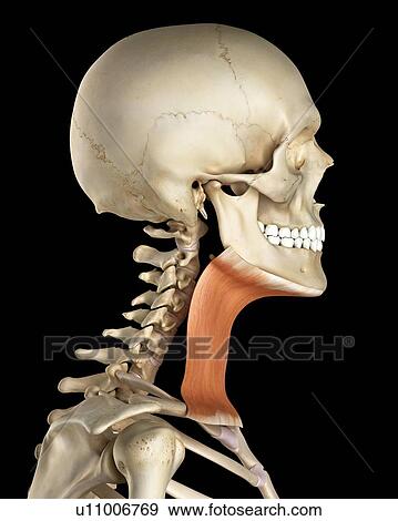 Stock Photo - Human neck muscles, computer illustration.. Fotosearch