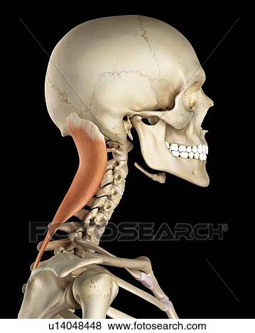 Human neck muscles, computer illustration. View Large Photo Image Stock Photo - Human neck muscles, computer illustration.. Fotosearch
