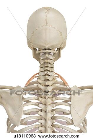 Human neck muscles, computer illustration. View Large Photo Image Stock Photo - Human neck muscles, computer illustration.. Fotosearch