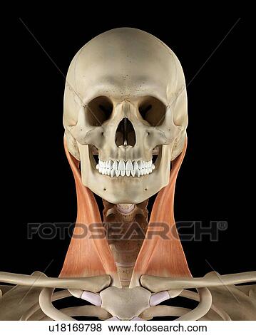 Human neck muscles, computer illustration. View Large Photo Image Stock Photo - Human neck muscles, computer illustration.. Fotosearch