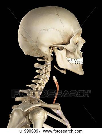 Human neck muscles, computer illustration. View Large Photo Image Stock Photo - Human neck muscles, computer illustration.. Fotosearch