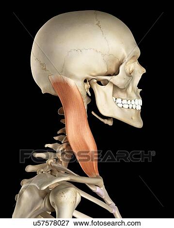 Human neck muscles, computer illustration. View Large Photo Image Stock Photo - Human neck muscles, computer illustration.. Fotosearch