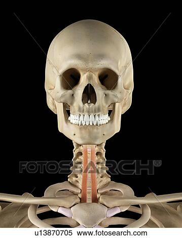 Stock Photography - Human neck muscles, computer illustration.. Fotosearch