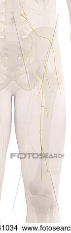 Picture - Human nerves, computer illustration.. Fotosearch