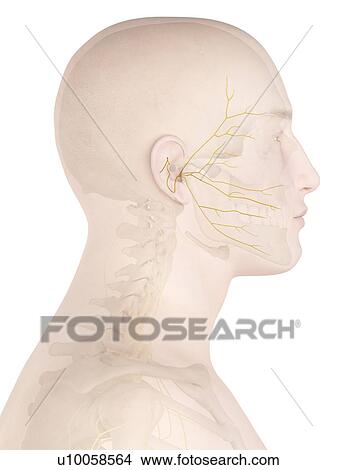 Picture - Human nerves, computer illustration.. Fotosearch